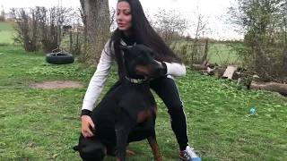 Przytul dobermana! 🤷‍♀️ no spróbuj ! To film z moich prób sesji z dobermanem😜😂