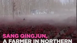 Chinese farmer took his 70,000 chickens for Fitness