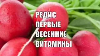 Редис Весенние витамины Полезные свойства редиски