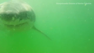 Дайвер снял на видео напавшую на него акулу