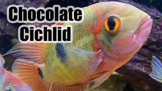 Chocolate Cichlid | Care Guide & Species Profile