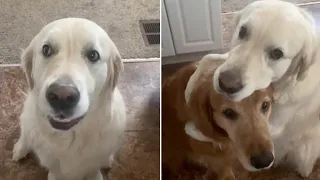 Golden Retriever apologizes to his brother for stealing a treat by giving him a HUGE hug