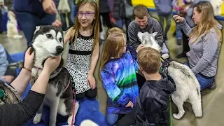 Huskies Snuggles for Everyone | Novi Pet Expo Day 2