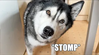 Husky STOMPS His Paws At The Lies I’m Telling!