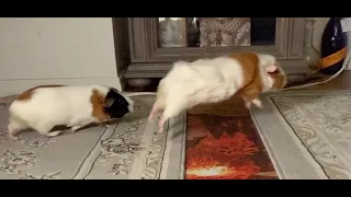 Guinea pigs jumping extra hot lava