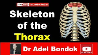 Skeleton of the Thorax, Sternum, Ribs & Vertebrae, Dr Adel Bondok