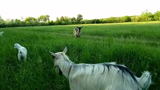 Частина 1. Розповідаю про кіз 🐐 Чудна Альпа 🐐