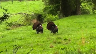 EPIC TURKEY HUNT (TAGGED OUT IN KY)