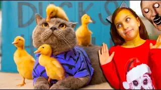 КОТЫ в ДЕРЕВНЕ у ГРЕННИ))! ЛУЧШИЙ НЕ ЗАСМЕЙСЯ ЧЕЛЛЕНДЖ Funny Cats Попробуй не засмеяться Валеришка