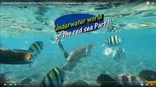 Underwater World of the Red Sea Part II (GoPro HERO10) Подводный мир красного моря часть II