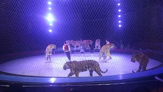 Found more than 1500 Tigers park in Harbin