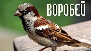 Домовый и полевой воробьи. Сходство и отличия / Птицы России (Фильм 67)