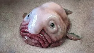 15 Weirdest Creatures In The World