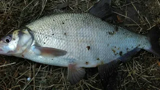 Ловля карпа,леща и карася на реке Днестр. Fishing of carp, big crucian, bream, river of Dnister.