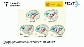 Adolescencia la revolución del cerebro