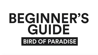 A Beginner's Guide to the Bird of Paradise Yoga Pose