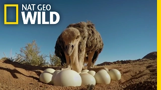How to Protect Ostrich Eggs | Animal All-Stars