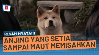 ANJING YANG SETIA SAMPAI MAUT MEMISAHKAN