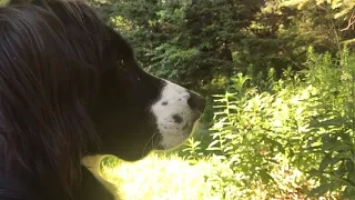 Dog Listens to 50 Wolves Howling