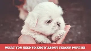 What you need to know about Teacup Puppies