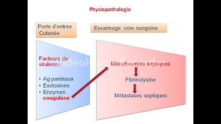 01. Staphylococcies -Partie 1- (Pr Achour)