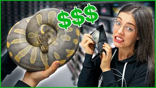 Best Aging Ball Pythons Under $1000 | #Hetflix 193