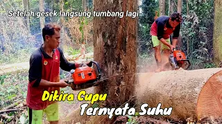 Over power‼️ Meranti panjang menjulang Part3  yang di tumbang dari operator muda penuh gaya