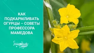 Похрустим?  От чего зависит вкус огурцов. Чем  и как кормить огурцы в теплице и открытом грунте.