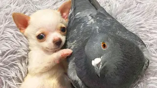 Tiny Dog and Pigeon Form an Unlikely Friendship