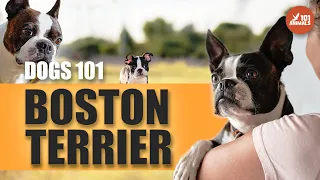 Boston Terrier 101 - The Perfect Dog for Your Home