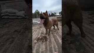 amazing mud monster sighting...