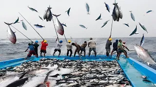 How To  Pole and Line Tuna Fishing - Giant Bluefin Tuna Fish Cutting Skill Sashimi