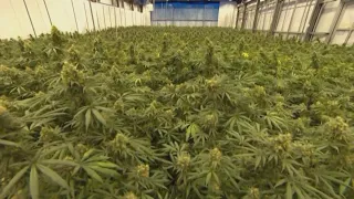 NM Legislature reconvenes to tackle recreational marijuana