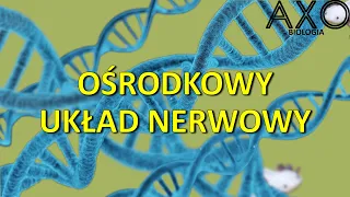 89. Ośrodkowy układ nerwowy