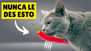 20 ALIMENTOS  humanos que son TÓXICOS para tu gato ⚠️