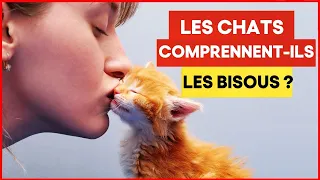 Les chats comprennent-ils les câlins et les bisous ? | Incroyablement Top