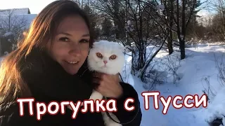 ПУССИ ВПЕРВЫЕ НА ПРОГУЛКЕ / Pussy on a walk for the first time