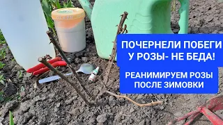 ПОЧЕРНЕЛИ ПОБЕГИ У РОЗЫ ПОСЛЕ ЗИМОВКИ. НЕ БЕДА! РЕАНИМИРУЕМ ДВУМЯ СПОСОБАМИ!