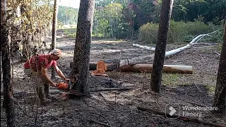 DERRUBANDO E CORTANDO MADEIRA DE EUCALIPTO COM 382 STIHL