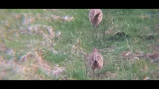 2 Fasan hennen beim gemeinsamen Futter suche Teil 2