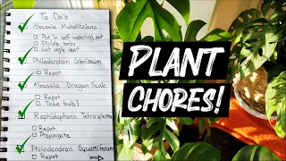 PLANT CHORES MARATHON! | Repotting and propagation - Alocasia & Philodendron