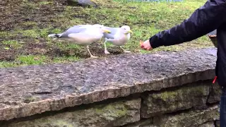 Starving seagulls in Tallinn