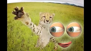 Wie schnell kann ein Gepard werden ?
