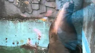 кормление тюленя в зоопарке Калининграда!