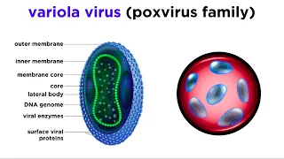 Smallpox (Variola Virus)