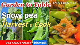 Garden to Table: 2024 Snow Pea Harvest |Stir Fry Sliced Pork with Snow Pea |Dad YANG's Kitchen(雪豆肉片)