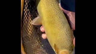 Arizona Fly Fishing Adventure for Gila trout