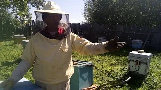 Пасека Лаврова. Ревизия пчелосемей перед зимовкой.
