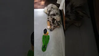 My Australian shepherd and Caique playing