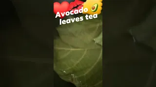 Avocado 🥑 leaves tea (prevent anti cancer